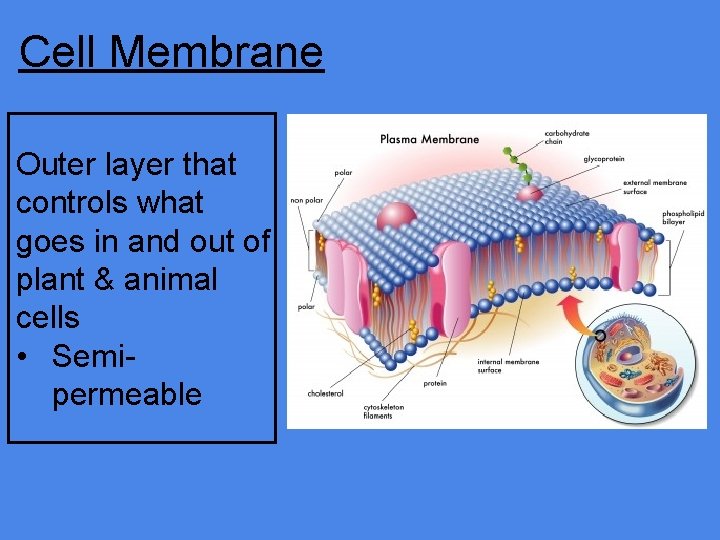 Cell Membrane Outer layer that controls what goes in and out of plant &