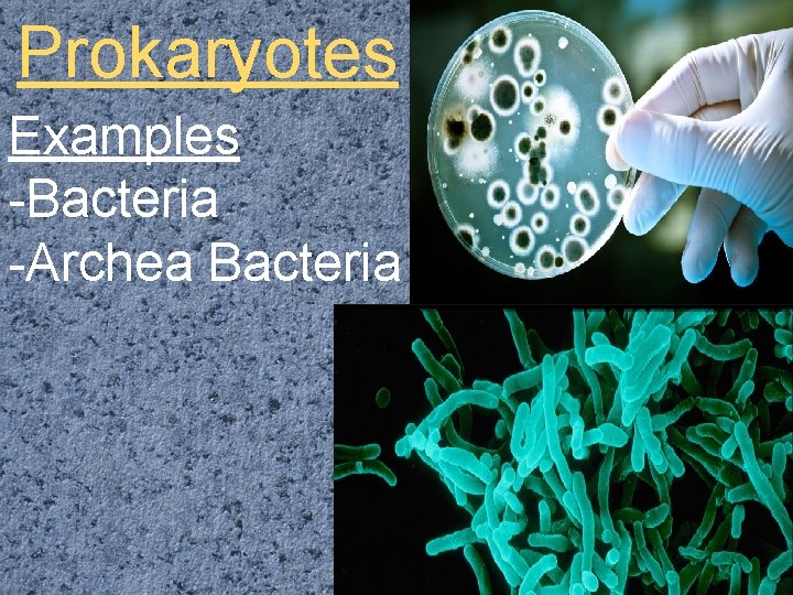 Prokaryotes Examples -Bacteria -Archea Bacteria 