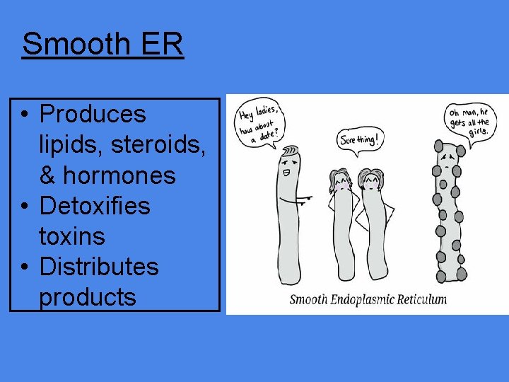 Smooth ER • Produces lipids, steroids, & hormones • Detoxifies toxins • Distributes products