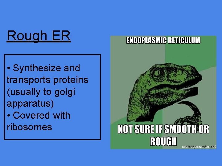 Rough ER • Synthesize and transports proteins (usually to golgi apparatus) • Covered with