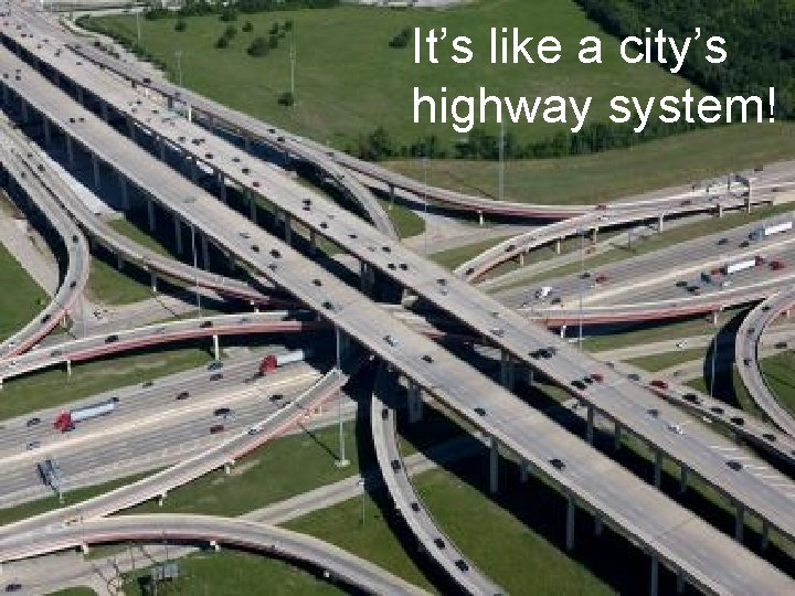 It’s like a city’s highway system! 