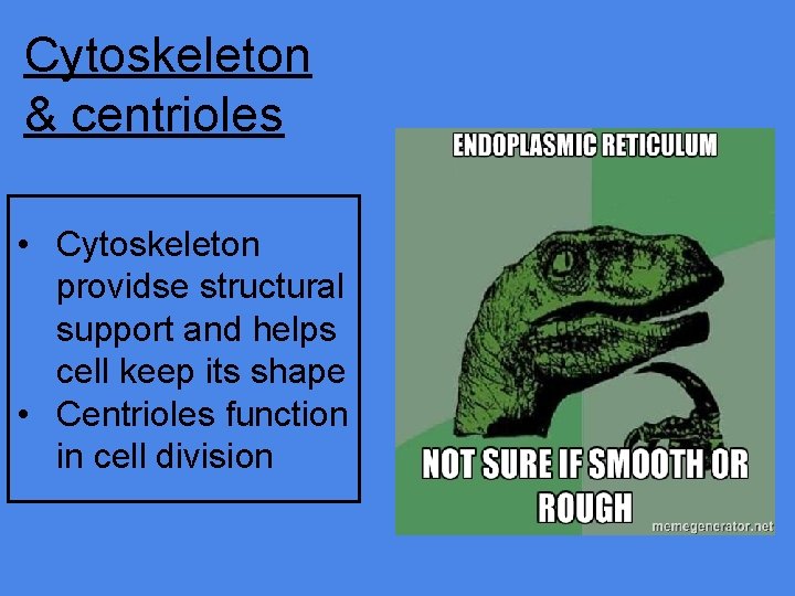 Cytoskeleton & centrioles • Cytoskeleton providse structural support and helps cell keep its shape