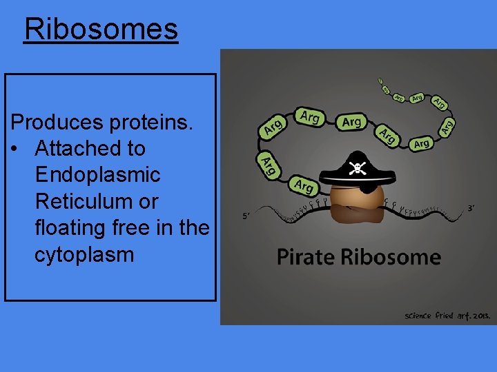 Ribosomes Produces proteins. • Attached to Endoplasmic Reticulum or floating free in the cytoplasm