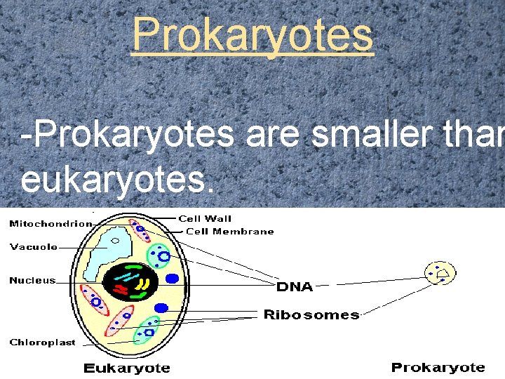 Prokaryotes -Prokaryotes are smaller than eukaryotes. 