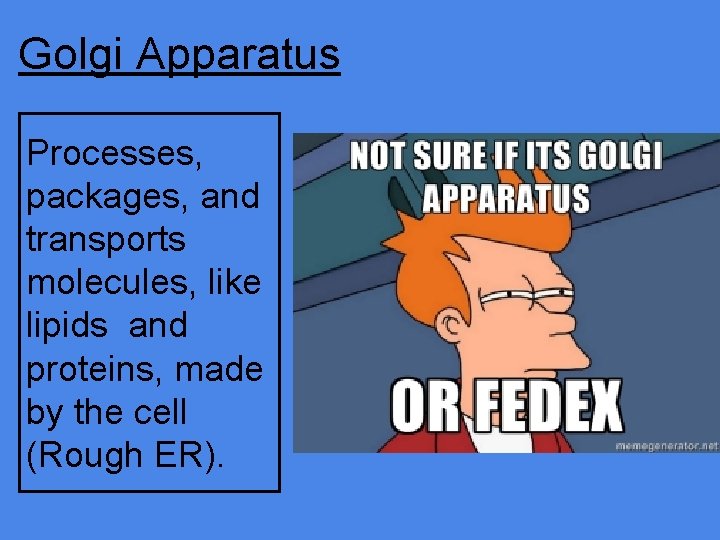 Golgi Apparatus Processes, packages, and transports molecules, like lipids and proteins, made by the