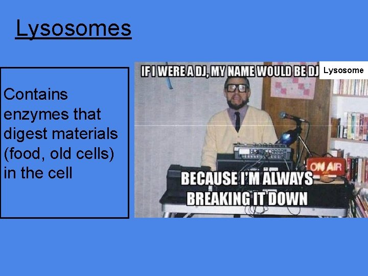 Lysosomes Lysosome Contains enzymes that digest materials (food, old cells) in the cell 