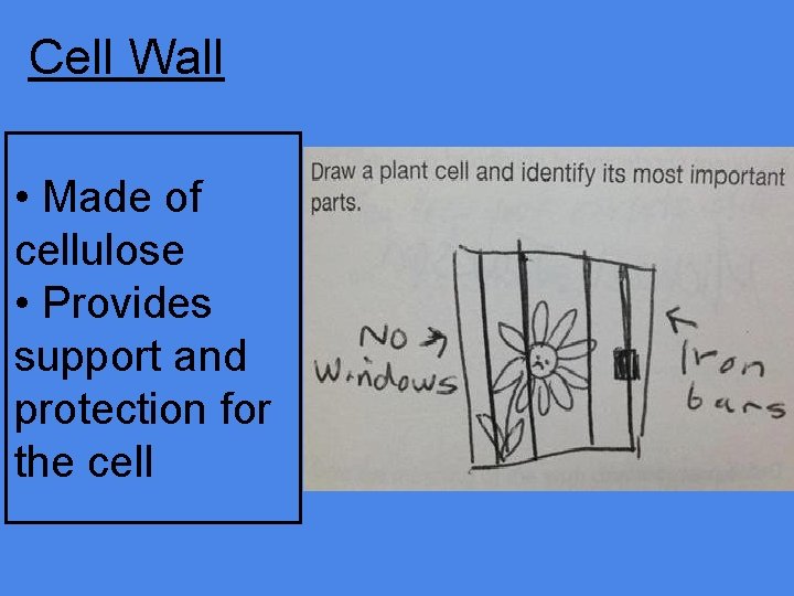 Cell Wall • Made of cellulose • Provides support and protection for the cell
