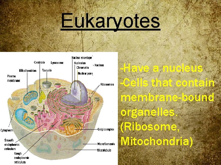 Eukaryotes -Have a nucleus -Cells that contain membrane-bound organelles. (Ribosome, Mitochondria) 