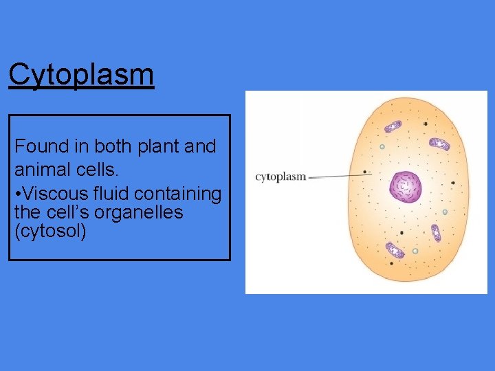 Cytoplasm Found in both plant and animal cells. • Viscous fluid containing the cell’s