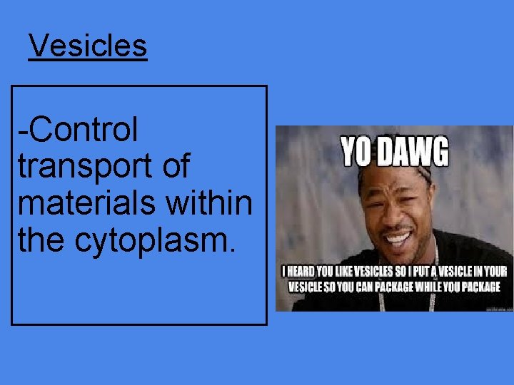 Vesicles -Control transport of materials within the cytoplasm. 