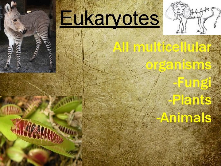 Eukaryotes All multicellular organisms -Fungi -Plants -Animals 