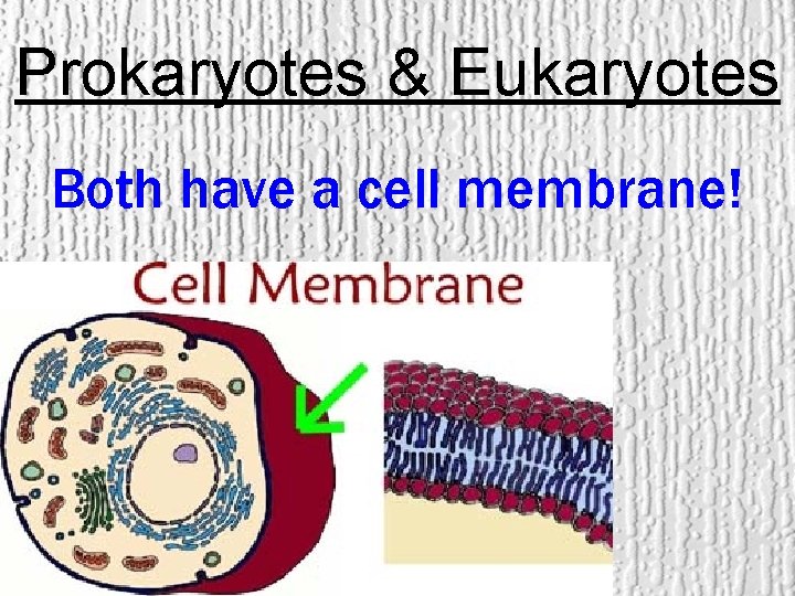 Prokaryotes & Eukaryotes Both have a cell membrane! 