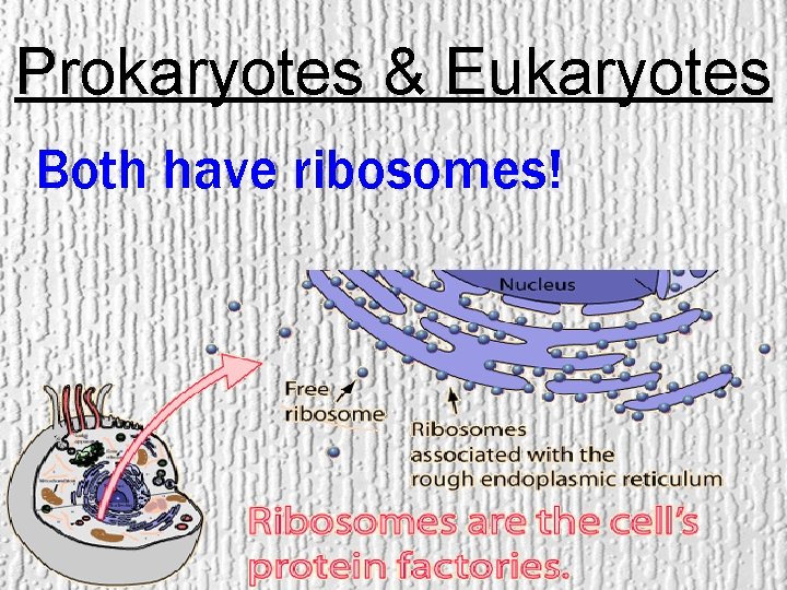 Prokaryotes & Eukaryotes Both have ribosomes! 