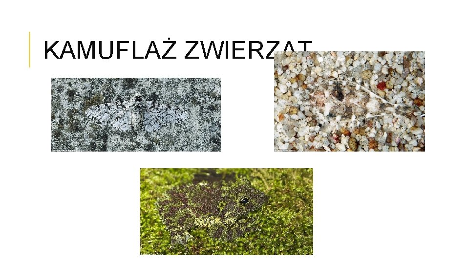 KAMUFLAŻ ZWIERZĄT 