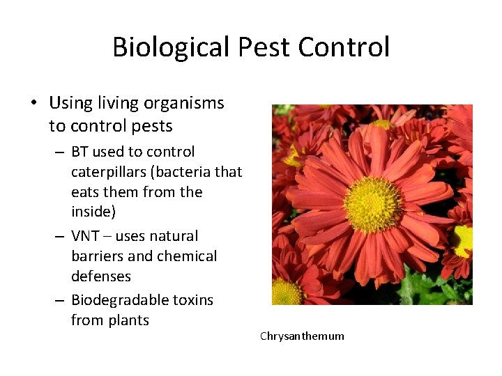 Biological Pest Control • Using living organisms to control pests – BT used to