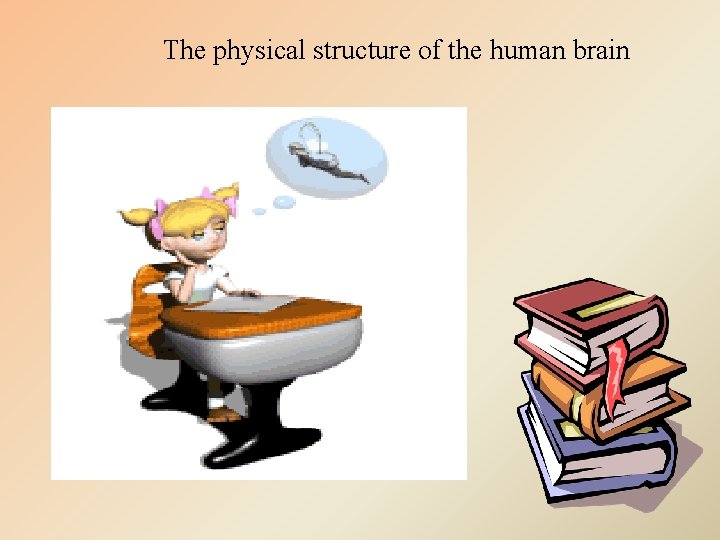 The physical structure of the human brain 