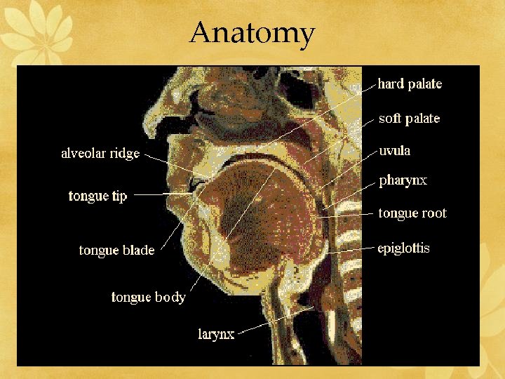 Anatomy 