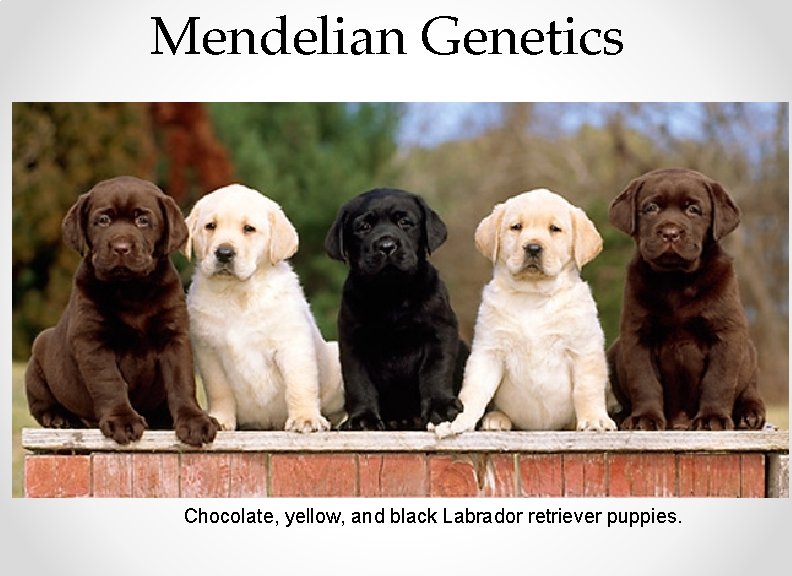 Mendelian Genetics Chocolate, yellow, and black Labrador retriever puppies. 