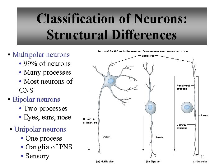 Classification of Neurons: Structural Differences • Multipolar neurons • 99% of neurons • Many