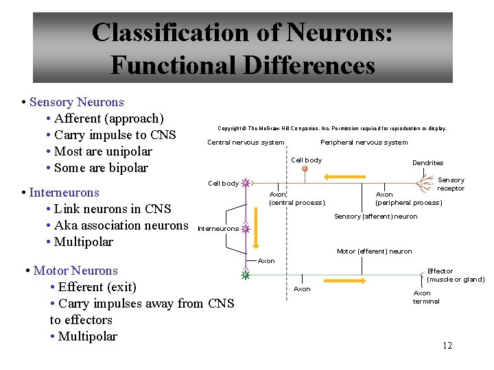 Classification of Neurons: Functional Differences • Sensory Neurons • Afferent (approach) • Carry impulse