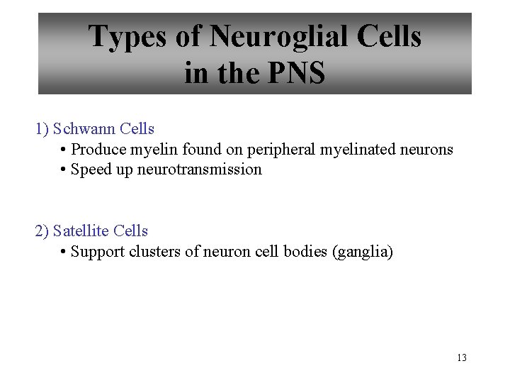 Types of Neuroglial Cells in the PNS 1) Schwann Cells • Produce myelin found