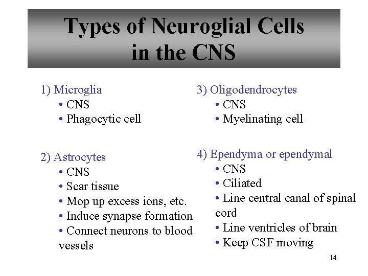 Types of Neuroglial Cells in the CNS 1) Microglia • CNS • Phagocytic cell