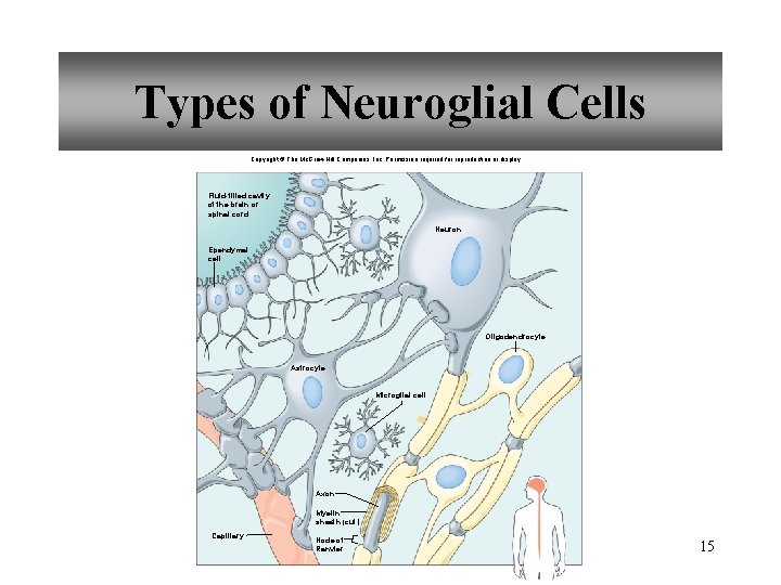 Types of Neuroglial Cells Copyright © The Mc. Graw-Hill Companies, Inc. Permission required for