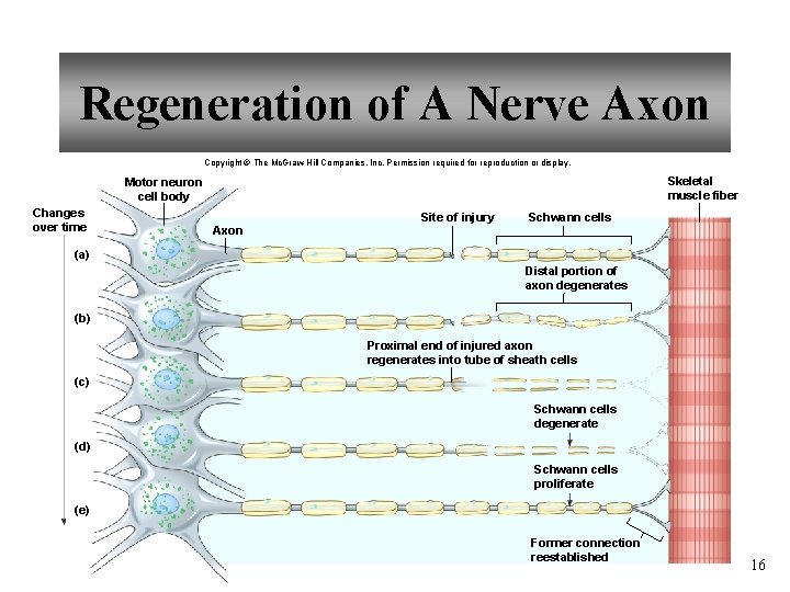 Regeneration of A Nerve Axon Copyright © The Mc. Graw-Hill Companies, Inc. Permission required