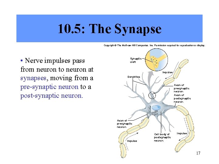 10. 5: The Synapse Copyright © The Mc. Graw-Hill Companies, Inc. Permission required for