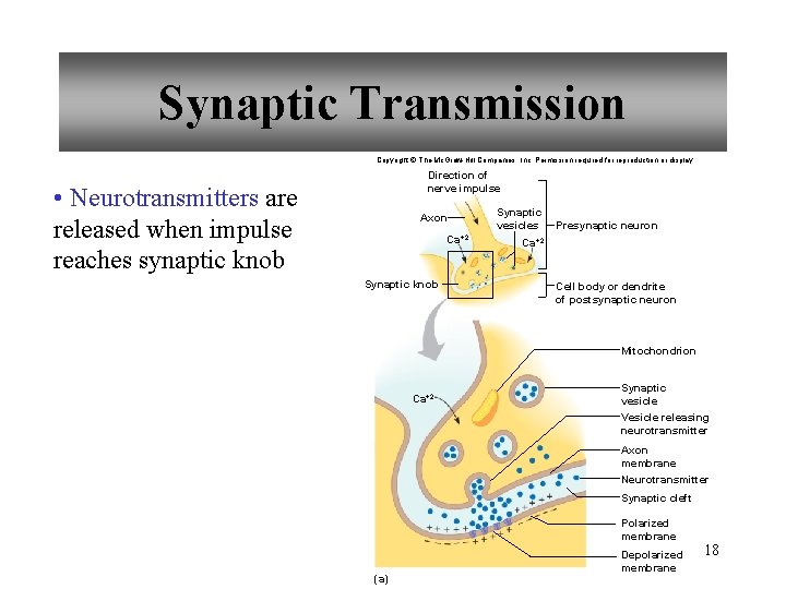 Synaptic Transmission Copyright © The Mc. Graw-Hill Companies, Inc. Permission required for reproduction or