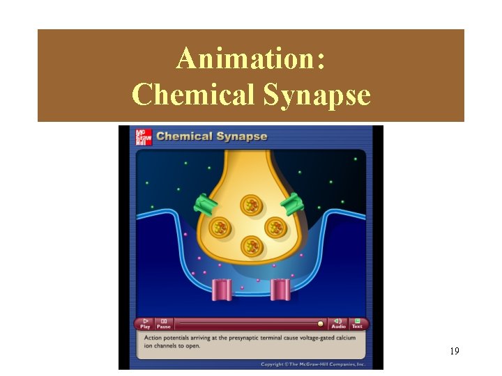 Animation: Chemical Synapse Please note that due to differing Please note that duesome to