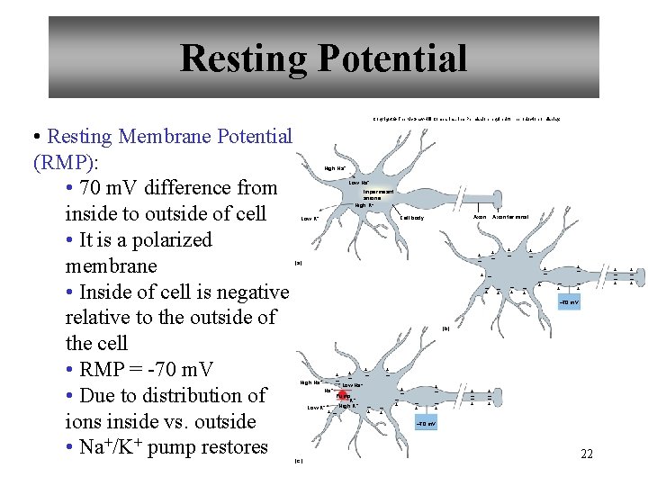 Resting Potential Copyright © The Mc. Graw-Hill Companies, Inc. Permission required for reproduction or