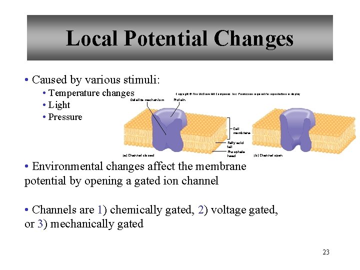 Local Potential Changes • Caused by various stimuli: • Temperature changes • Light •