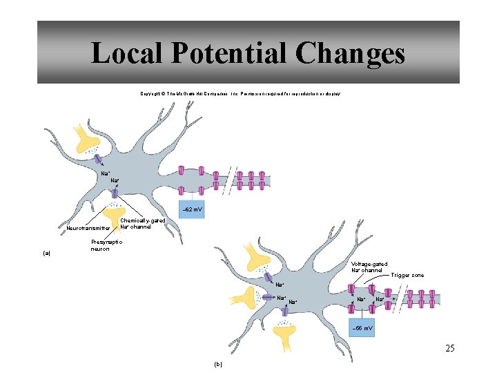 Local Potential Changes Copyright © The Mc. Graw-Hill Companies, Inc. Permission required for reproduction