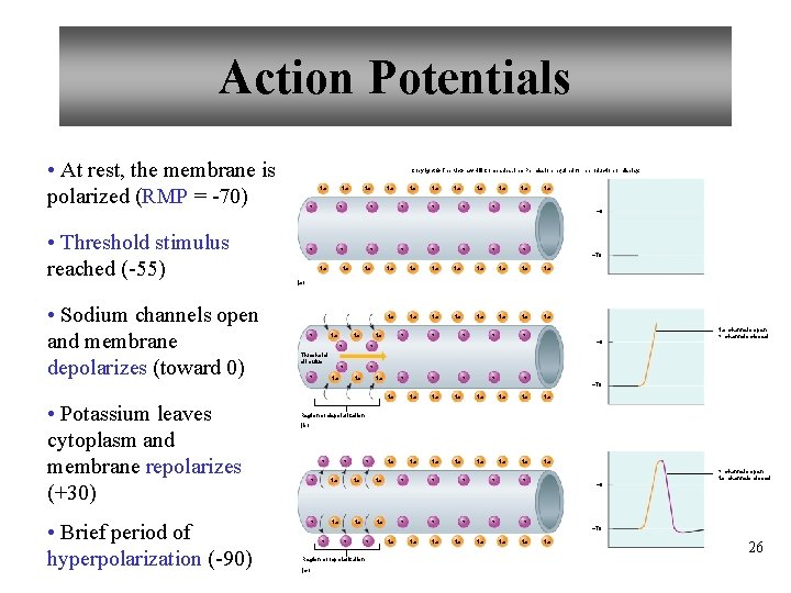 Action Potentials • At rest, the membrane is polarized (RMP = -70) • Threshold