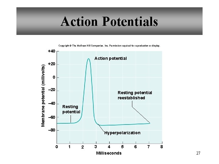 Action Potentials Copyright © The Mc. Graw-Hill Companies, Inc. Permission required for reproduction or