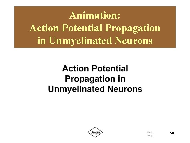 Animation: Action Potential Propagation in Unmyelinated Neurons Please note that due to differing operating