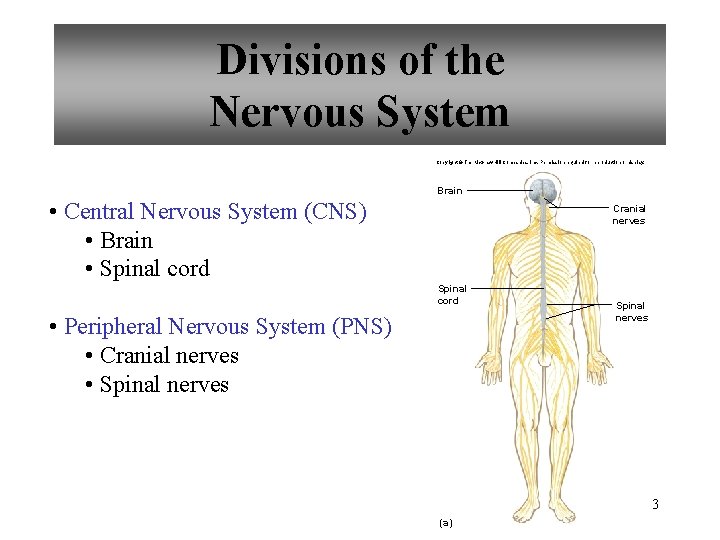 Divisions of the Nervous System Copyright © The Mc. Graw-Hill Companies, Inc. Permission required