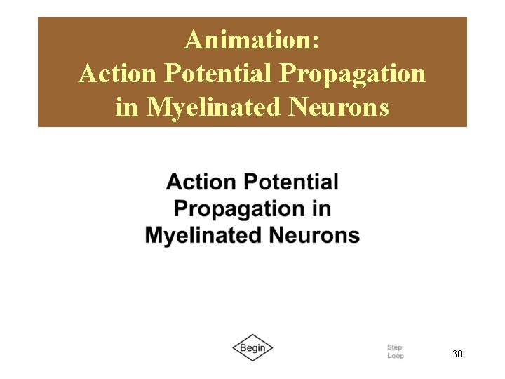 Animation: Action Potential Propagation in Myelinated Neurons Please note that due to differing operating