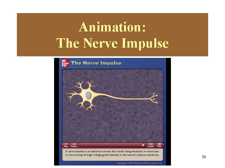 Animation: The Nerve Impulse Please note that due to differing Please note that duesome