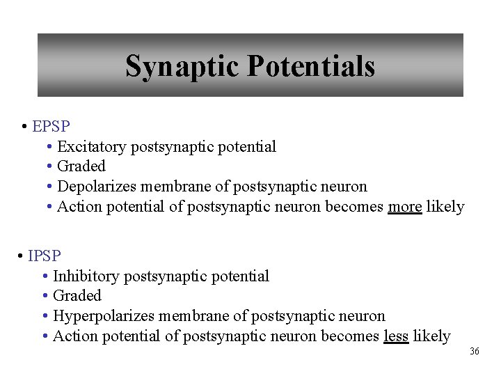 Synaptic Potentials • EPSP • Excitatory postsynaptic potential • Graded • Depolarizes membrane of