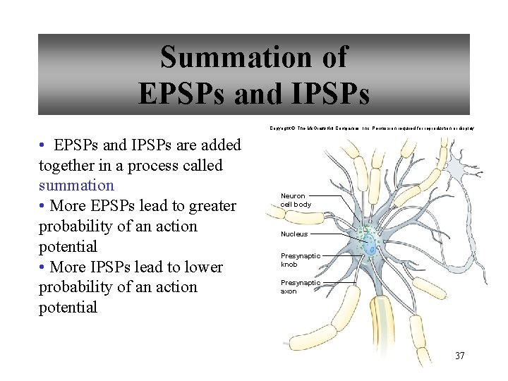 Summation of EPSPs and IPSPs Copyright © The Mc. Graw-Hill Companies, Inc. Permission required