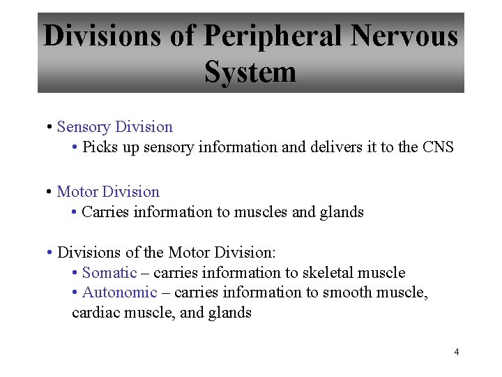 Divisions of Peripheral Nervous System • Sensory Division • Picks up sensory information and