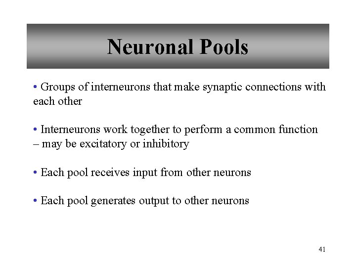 Neuronal Pools • Groups of interneurons that make synaptic connections with each other •