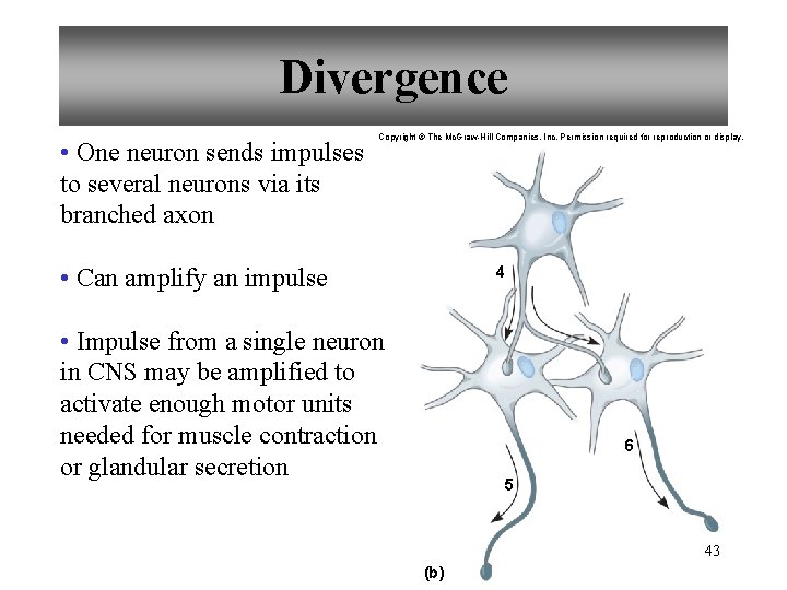 Divergence • One neuron sends impulses to several neurons via its branched axon Copyright