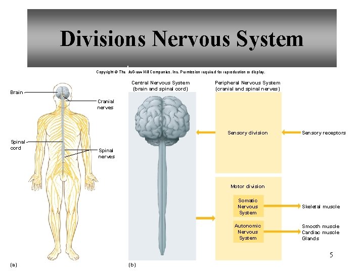 Divisions Nervous System Copyright © The Mc. Graw-Hill Companies, Inc. Permission required for reproduction