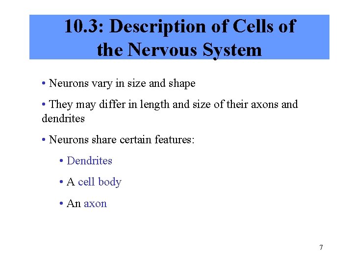 10. 3: Description of Cells of the Nervous System • Neurons vary in size