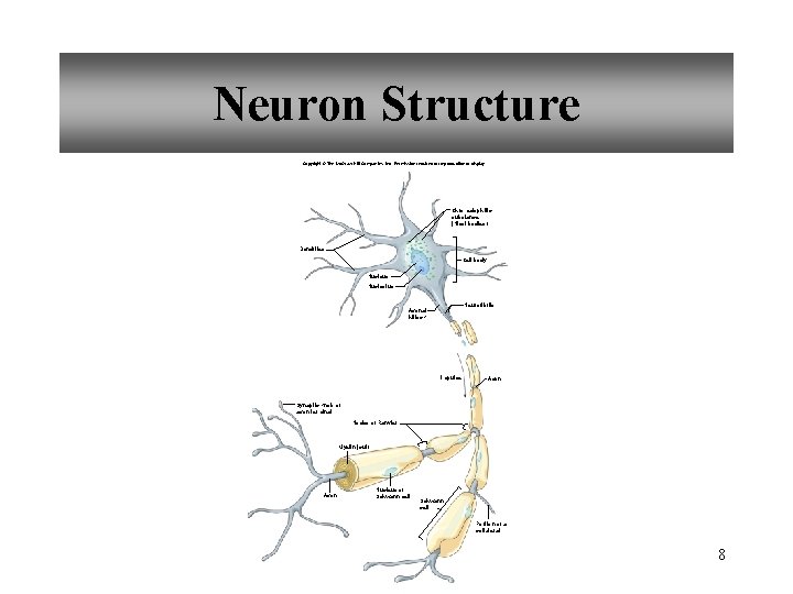 Neuron Structure Copyright © The Mc. Graw-Hill Companies, Inc. Permission required for reproduction or