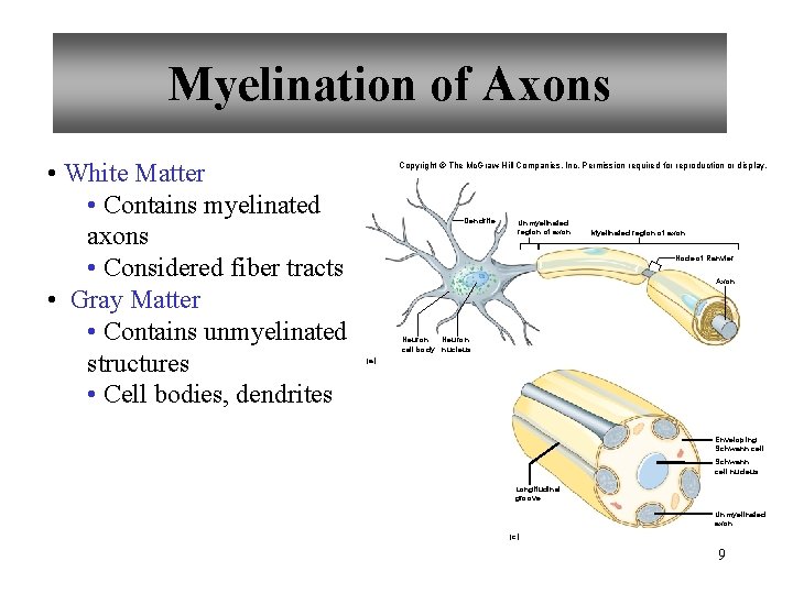 Myelination of Axons • White Matter • Contains myelinated axons • Considered fiber tracts