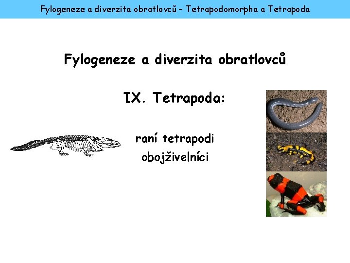 Fylogeneze a diverzita obratlovců – Tetrapodomorpha a Tetrapoda Fylogeneze a diverzita obratlovců IX. Tetrapoda: